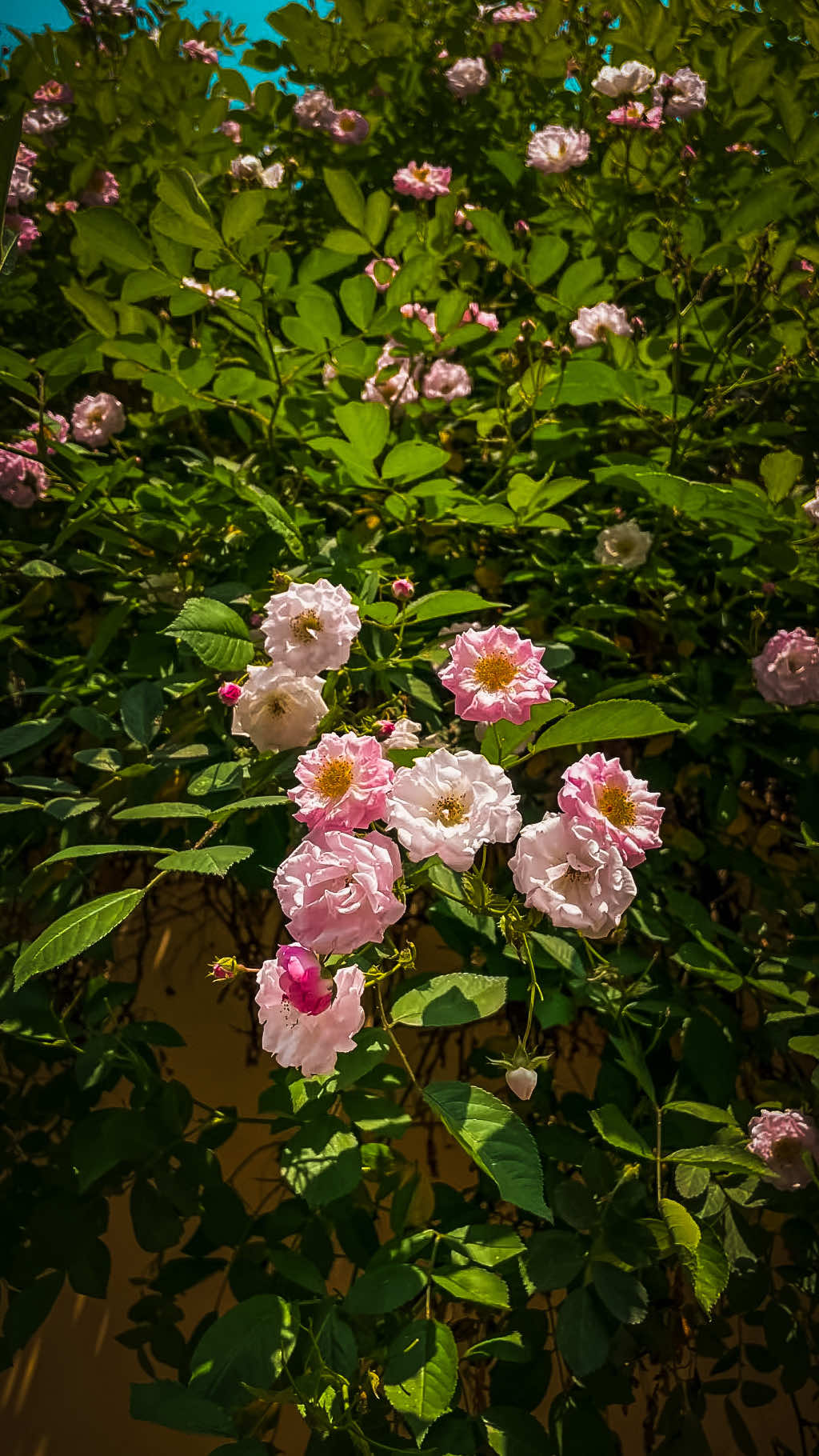@𝑻𝒂̂𝒏 𝑻𝒉𝒊