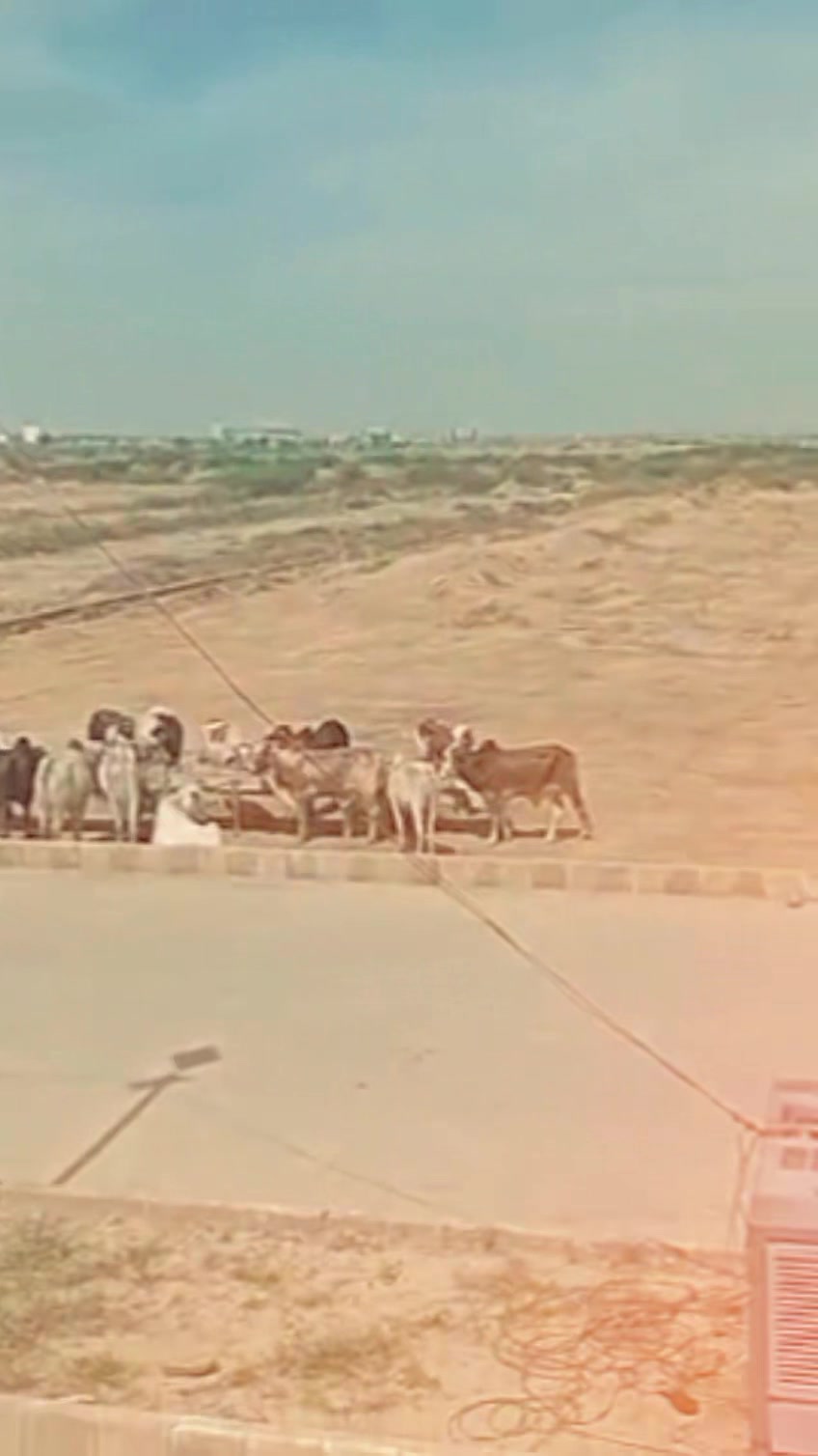 @Al_Khaf Cattle Farm, 🖤
