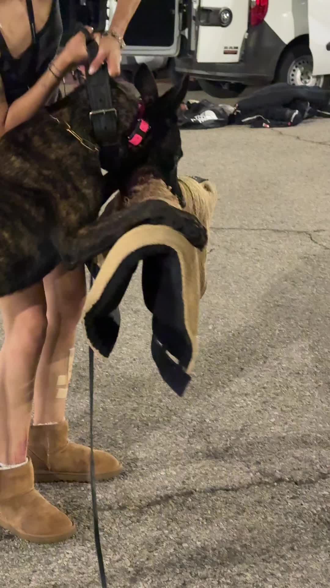 @🦭