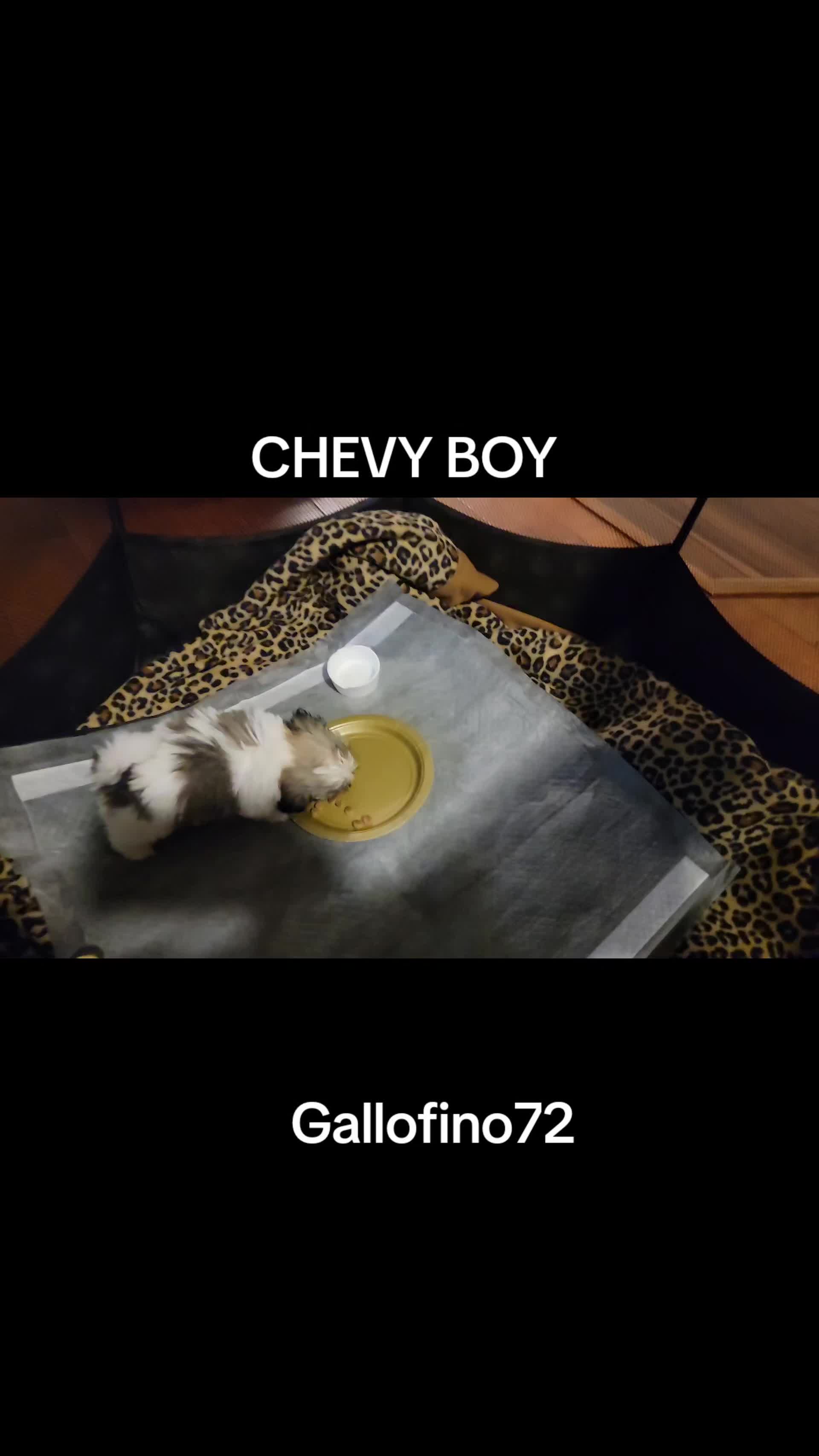 @ElGalloFino