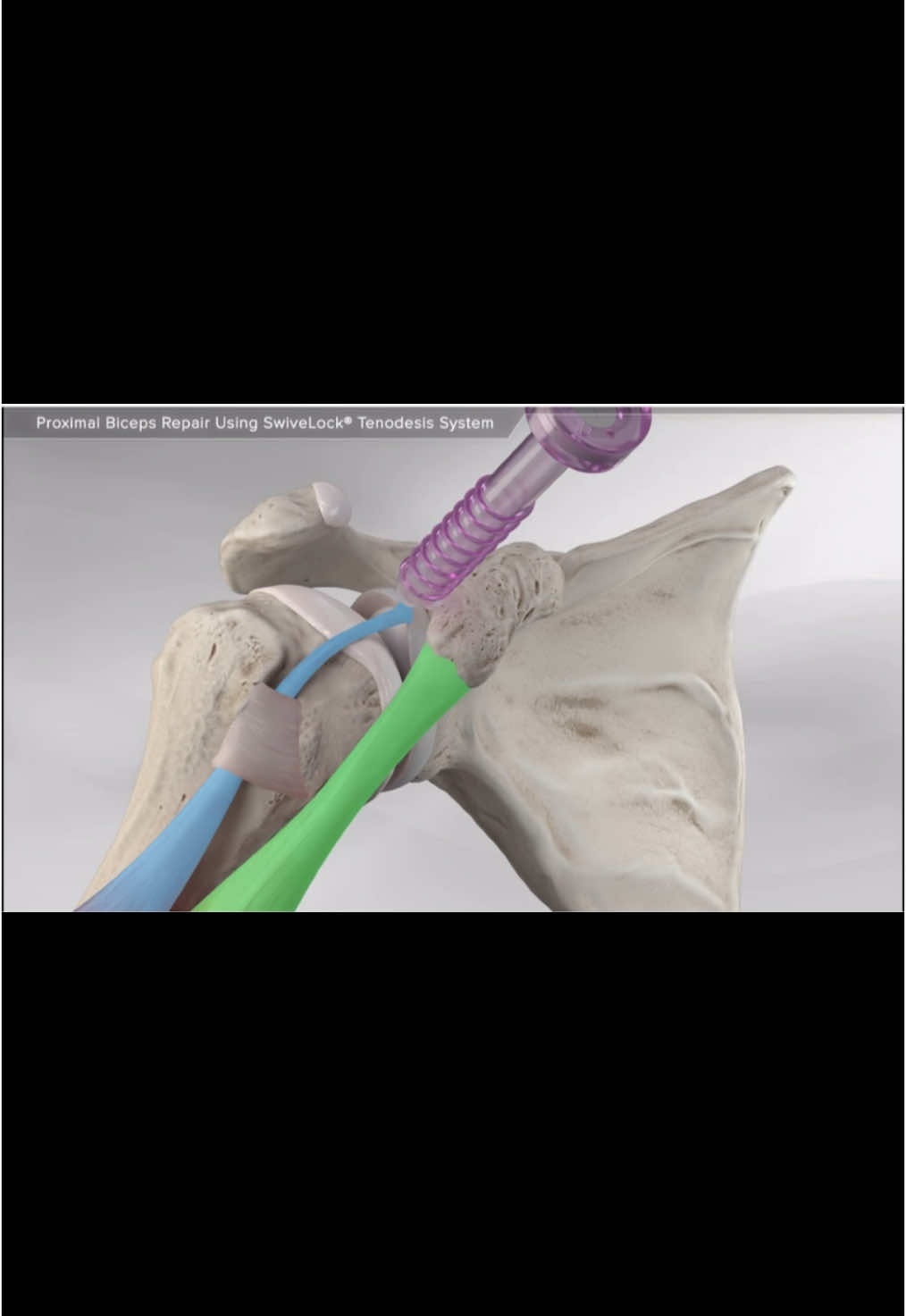 @Anatomias