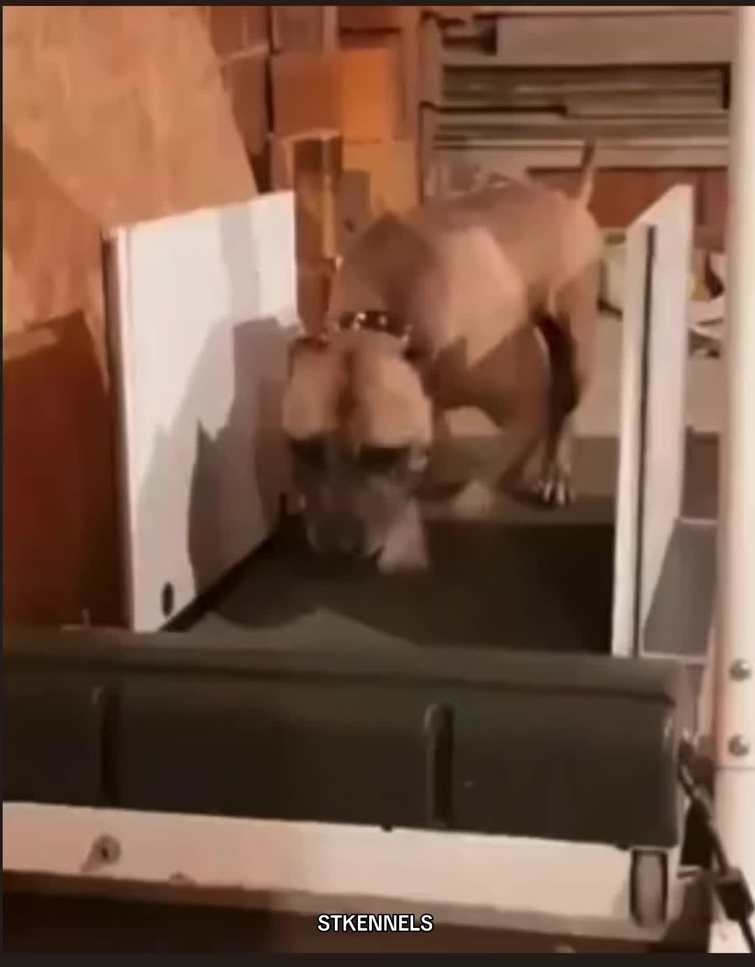 @sabertoothkennels