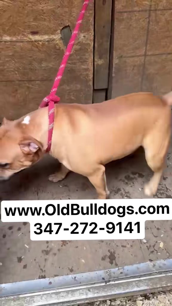 @OGMasterOfAllBulldogs