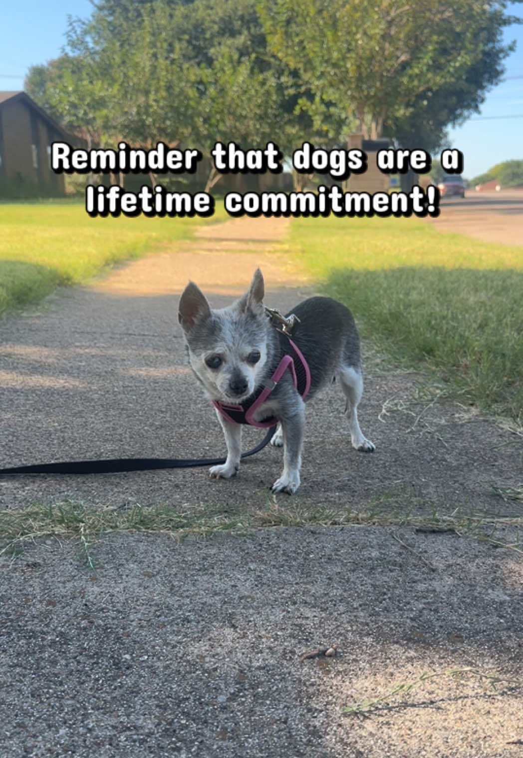 @emilyloves.shelterdogs