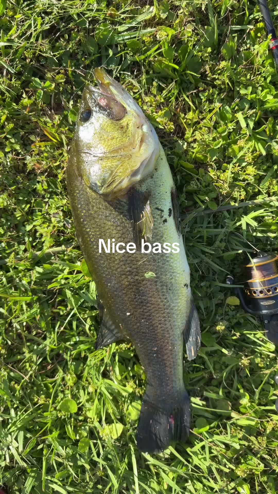 @Inshoreslabs