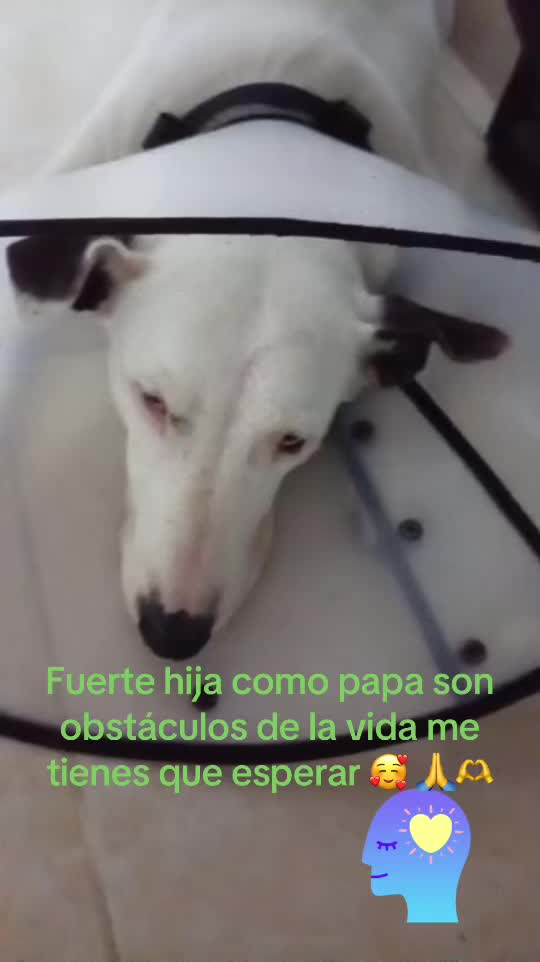 @Ivan piedecuesta