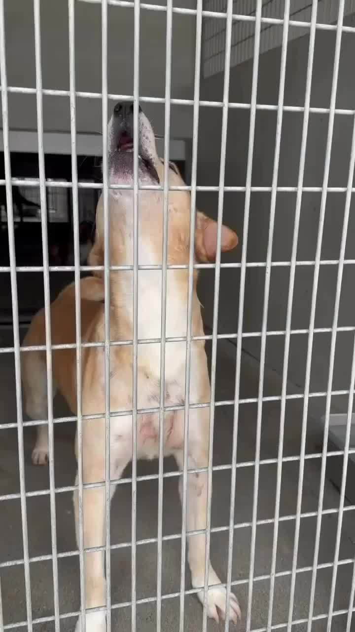 @Cane Corsos