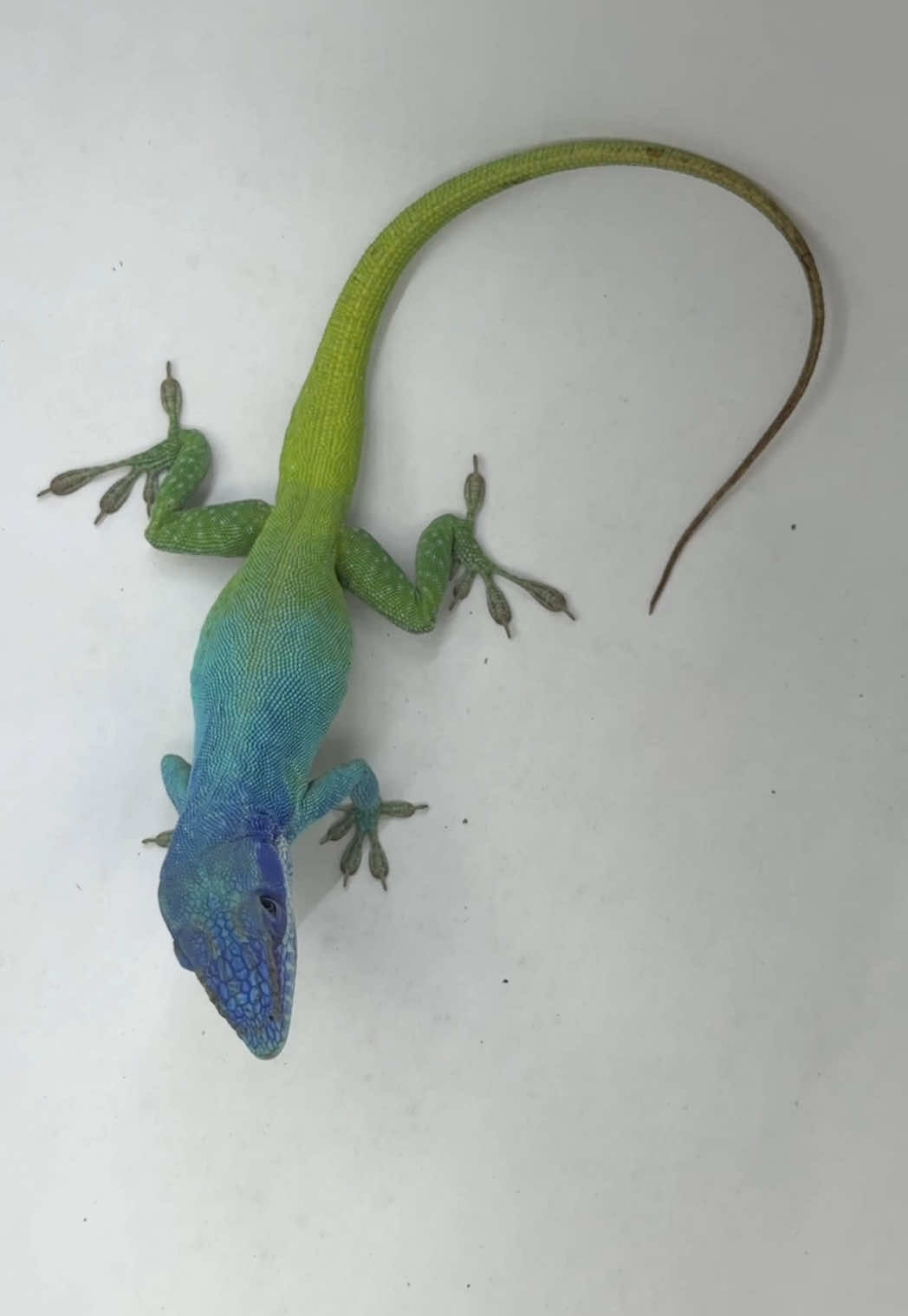 @HerpTime