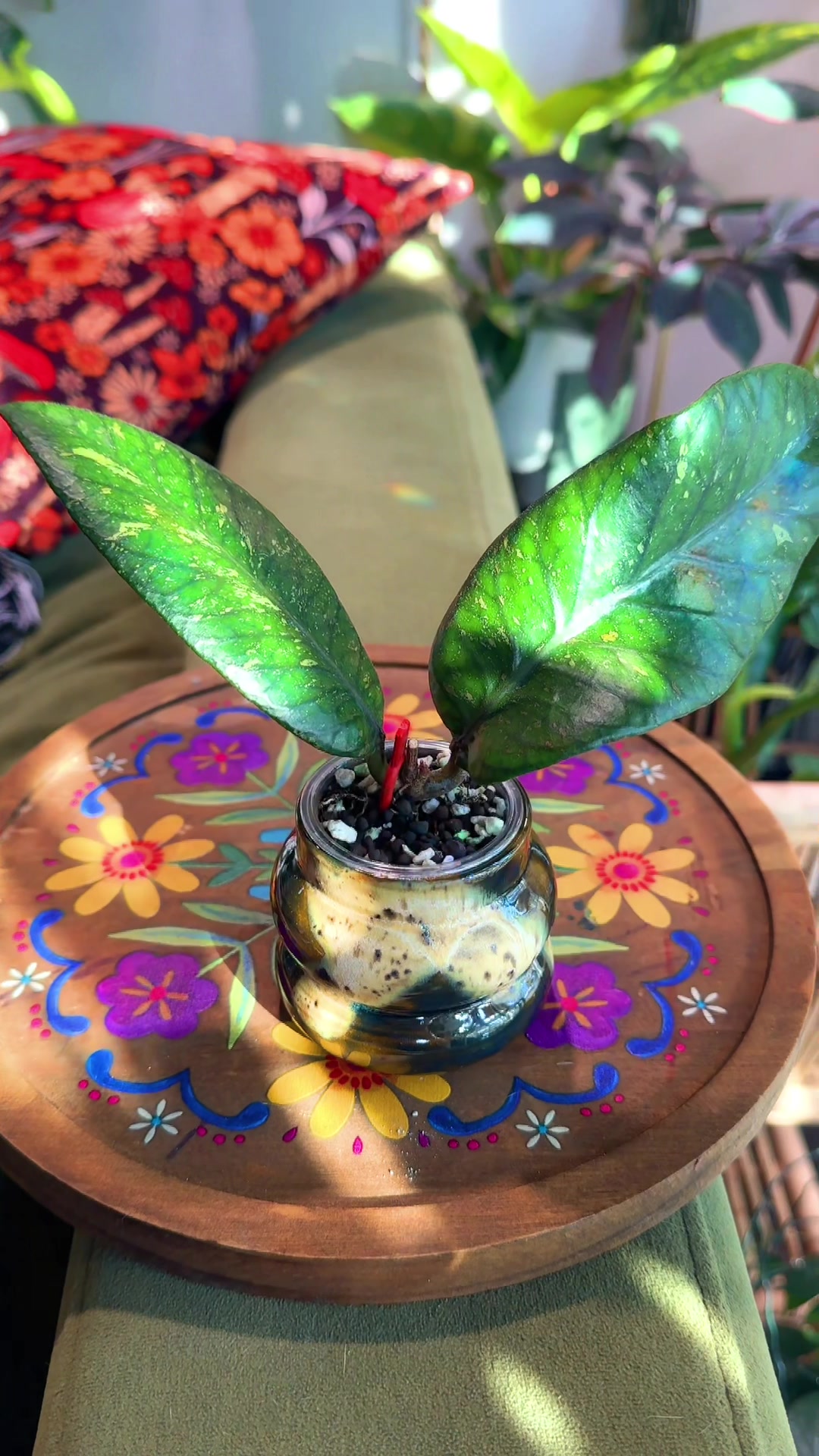 @Ness Rose | Plant Fanatic ✨