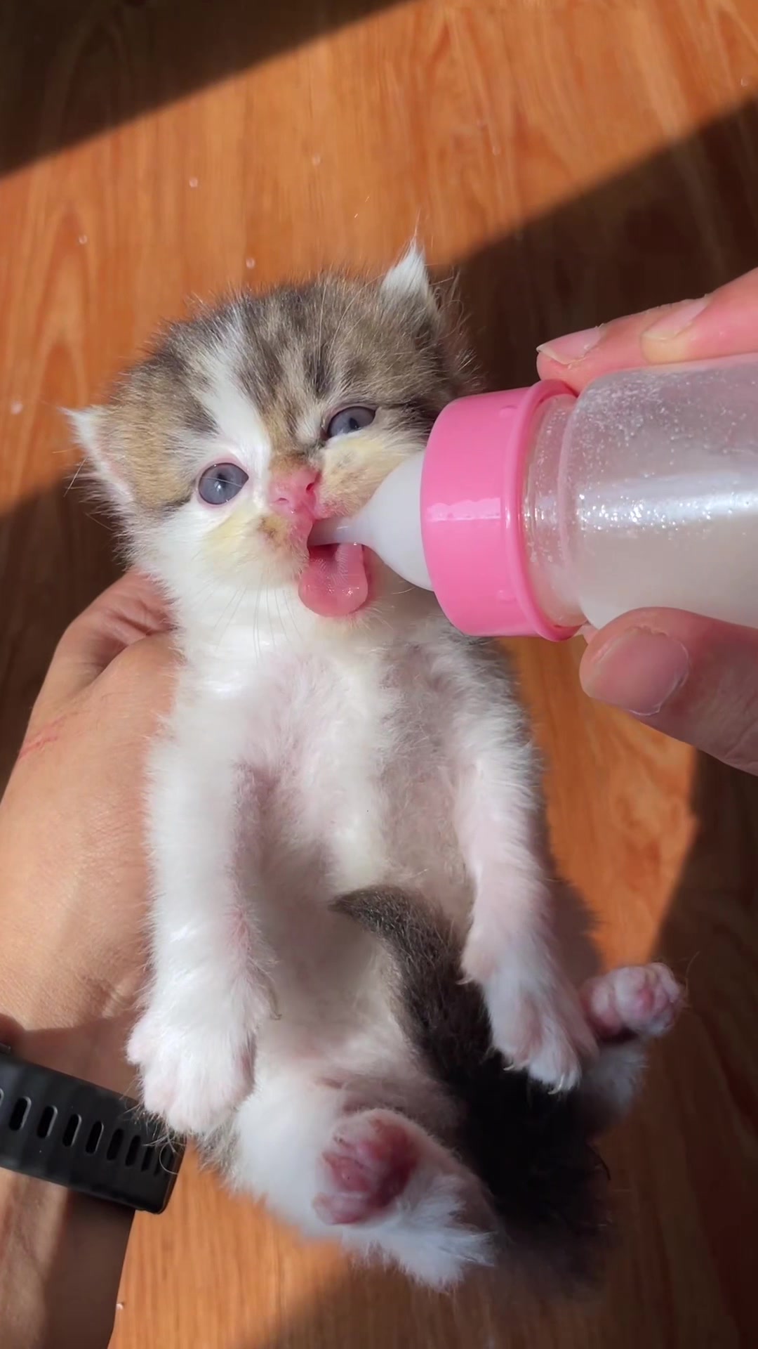 @Republic Of Cat