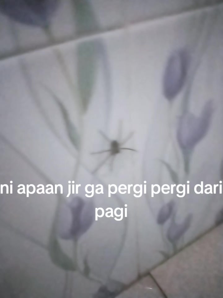@coll di kali