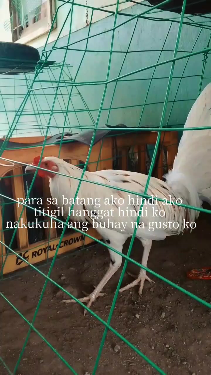 @Big Backyard 🐓🐓