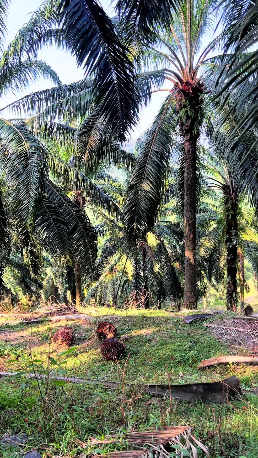 @Harry palm oil