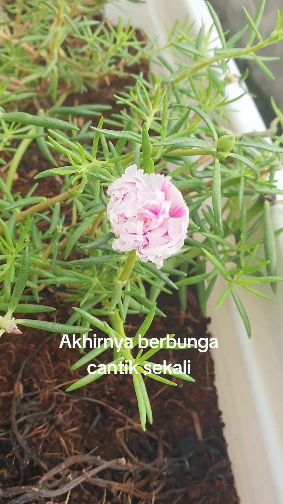 @Mbak2 Jawa