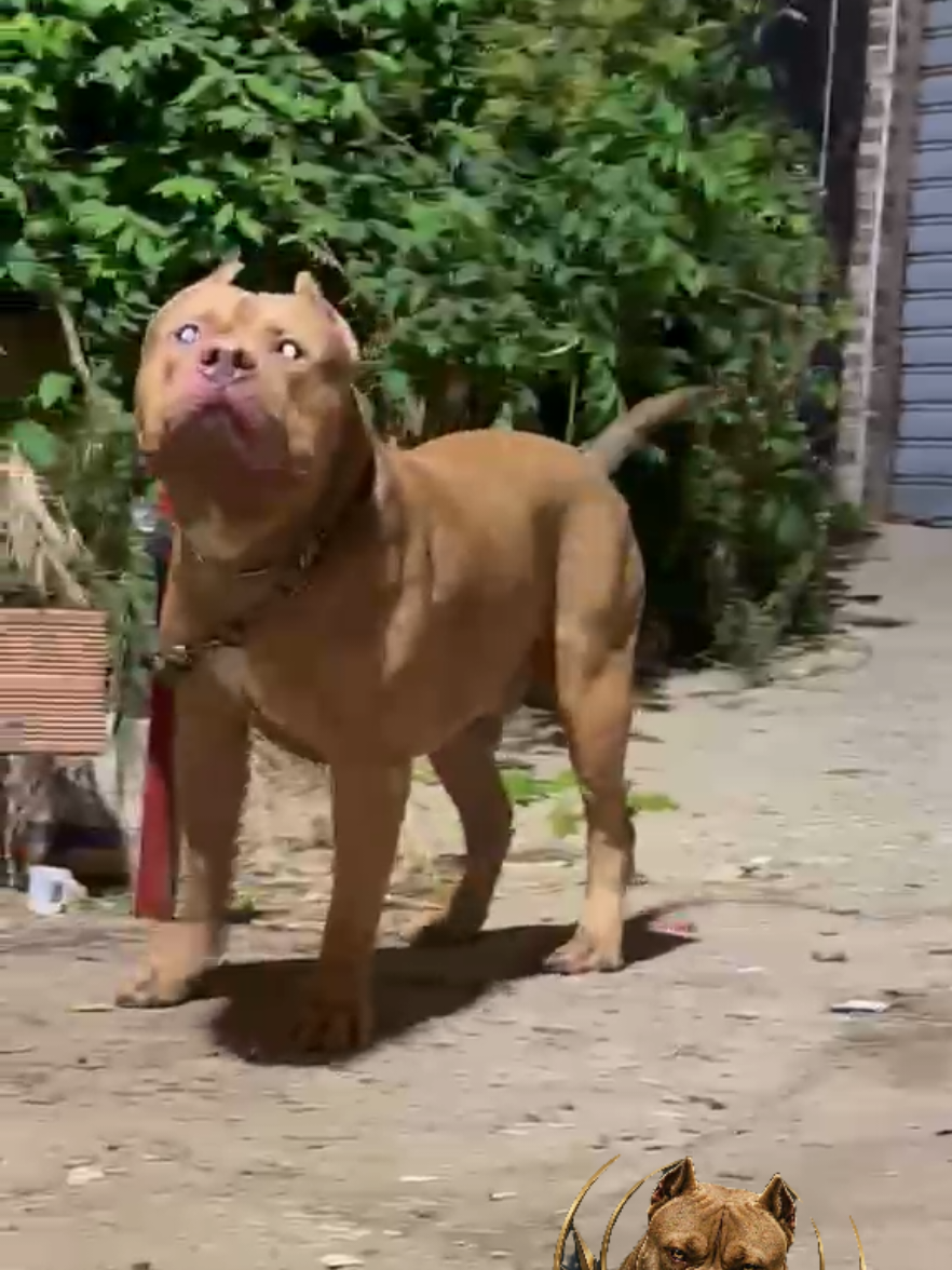 @bully xl dz 🇩🇿🦍
