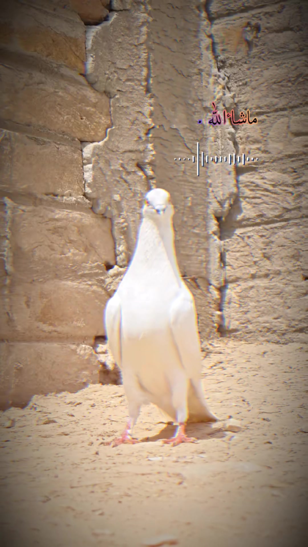 @Rᴀɪs ʟᴜǫᴍᴀɴ
