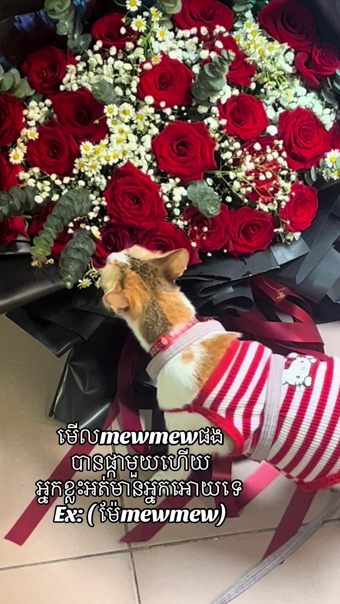 @Mew mew