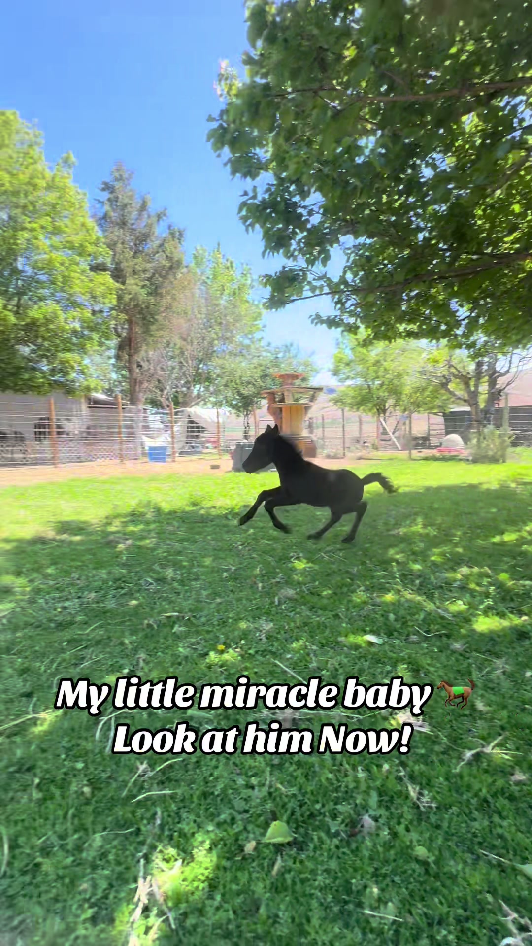 @Hot Sauce the Mini horse 🐎
