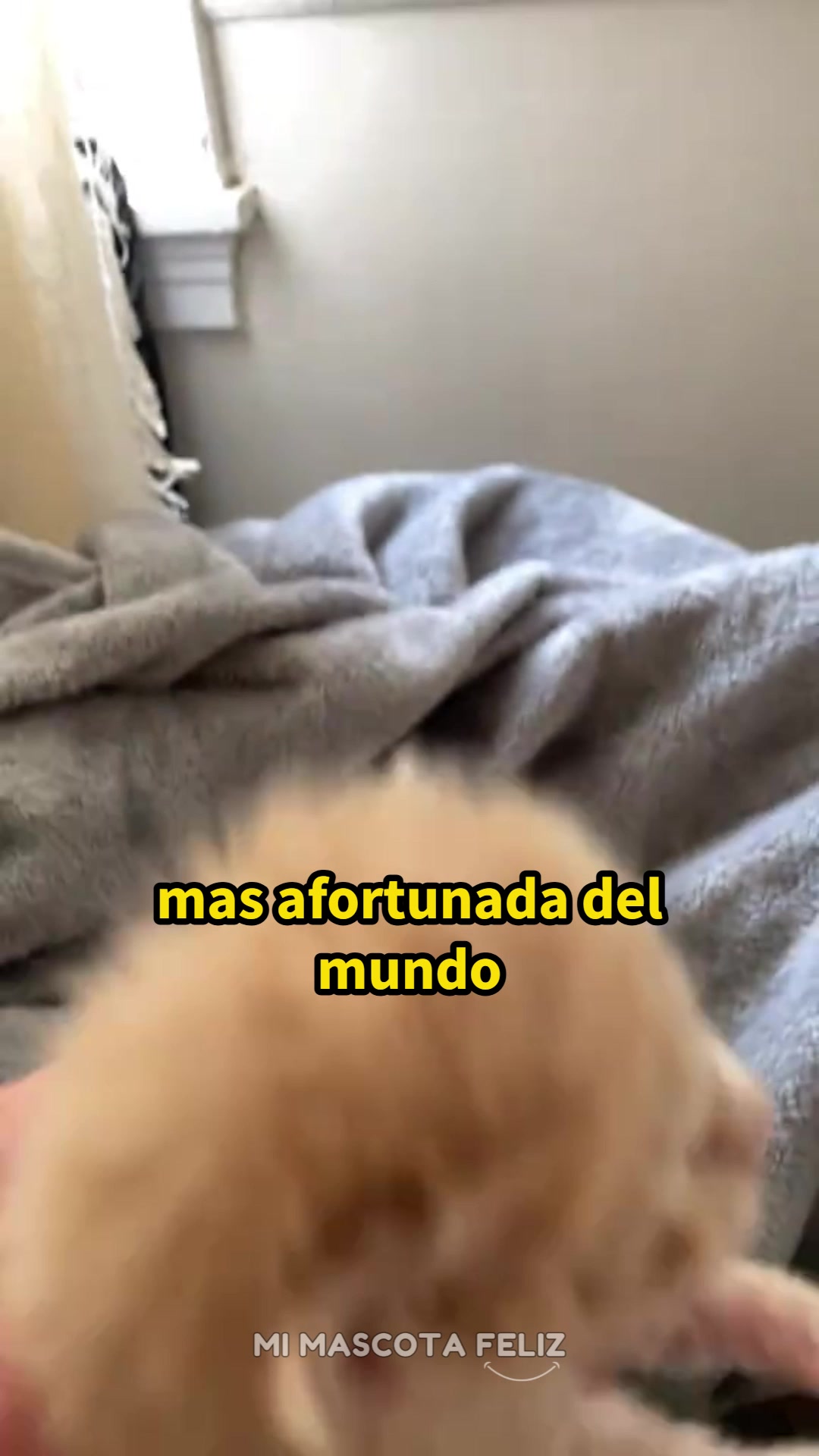 @Mi Mascota Feliz