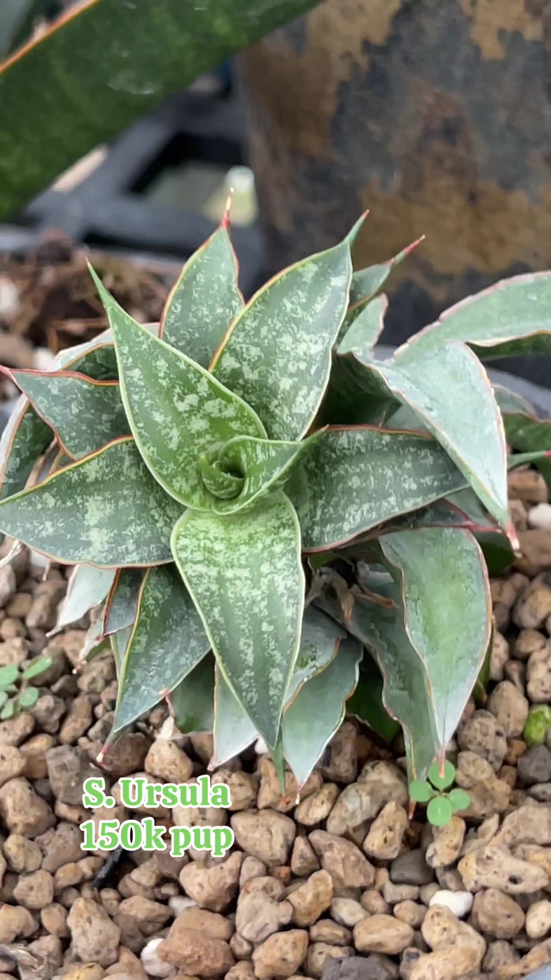 @The Sansevieria Farm