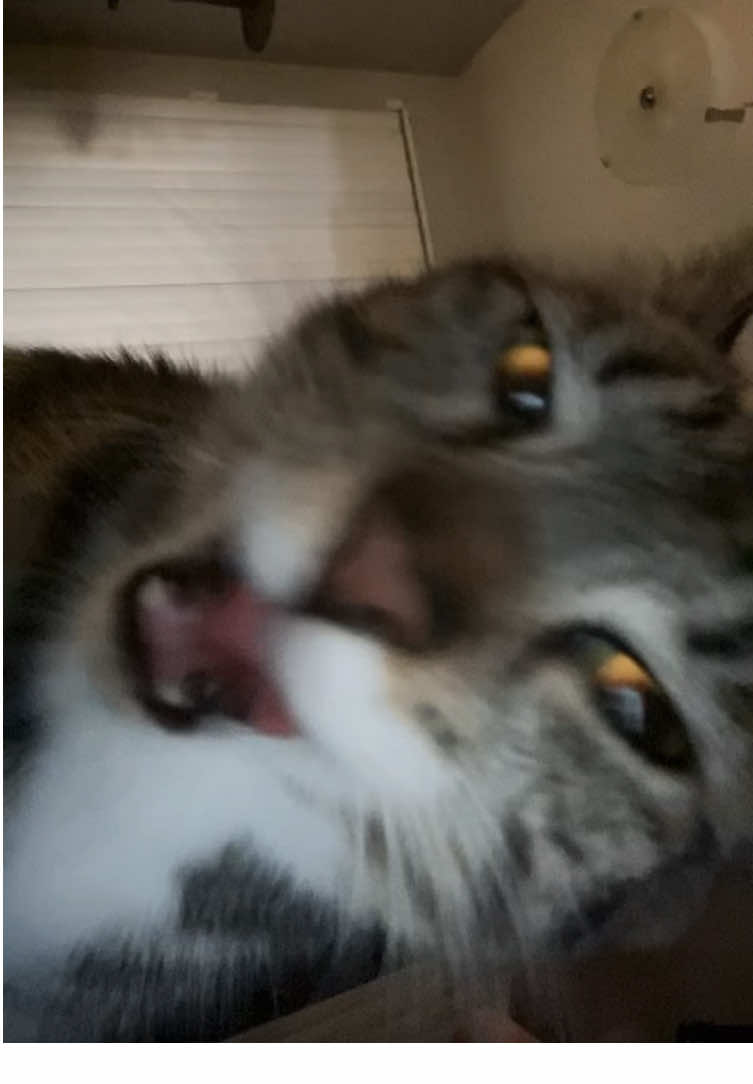 @𝒜𝓁ℯ𝓍𝒶𝓃𝒹ℯ𝓇╋━