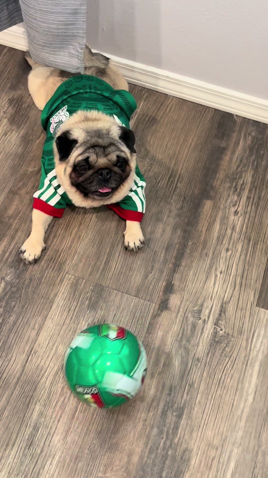 @Rocki the Pug ๐ถ