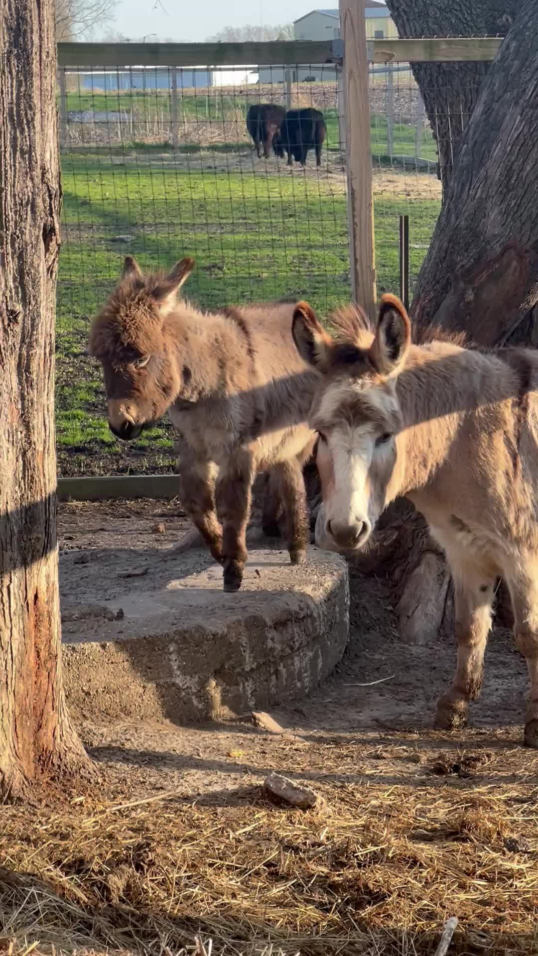 @Kitzman&rsquo;s Farm Sanctuary