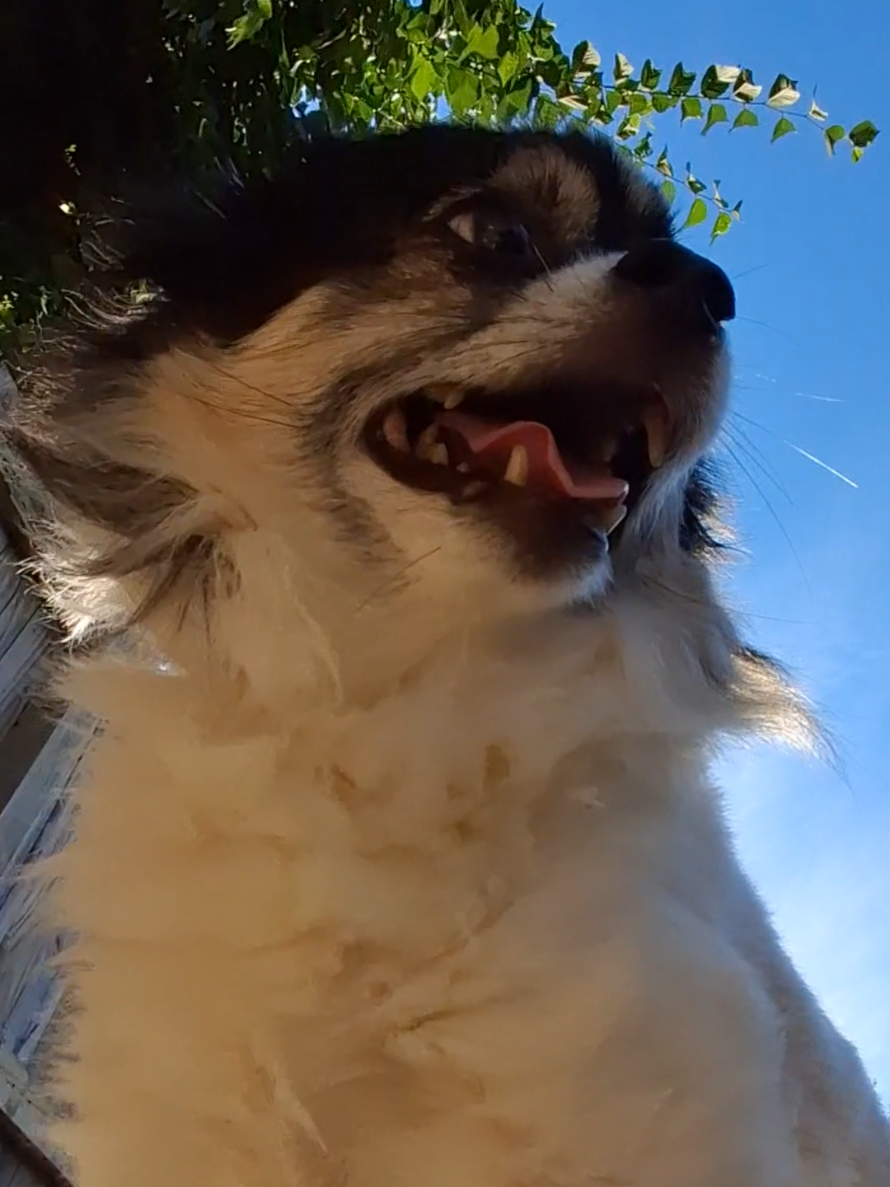 @DoggoDogz