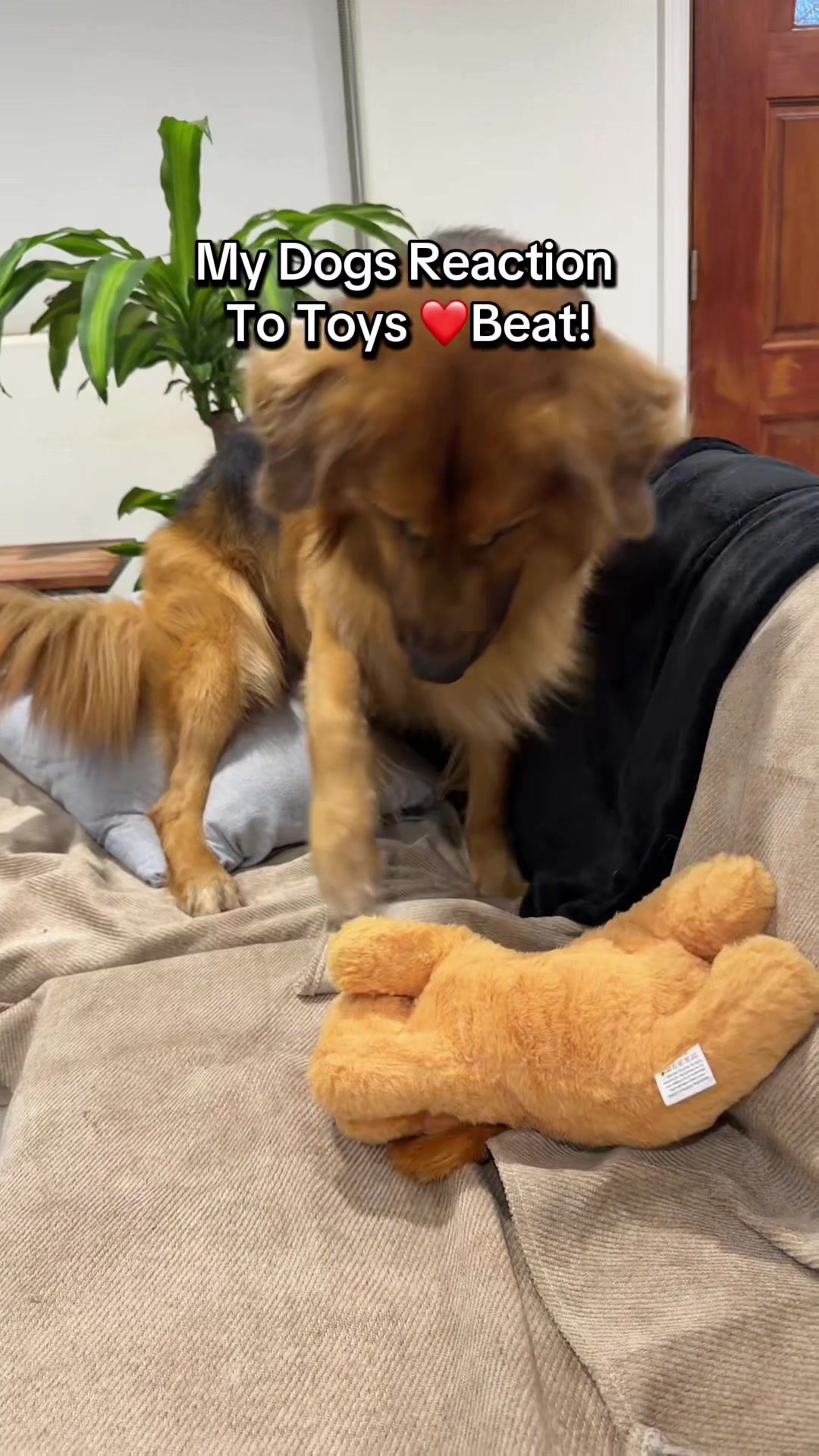 @lifewithgoldenshepherds
