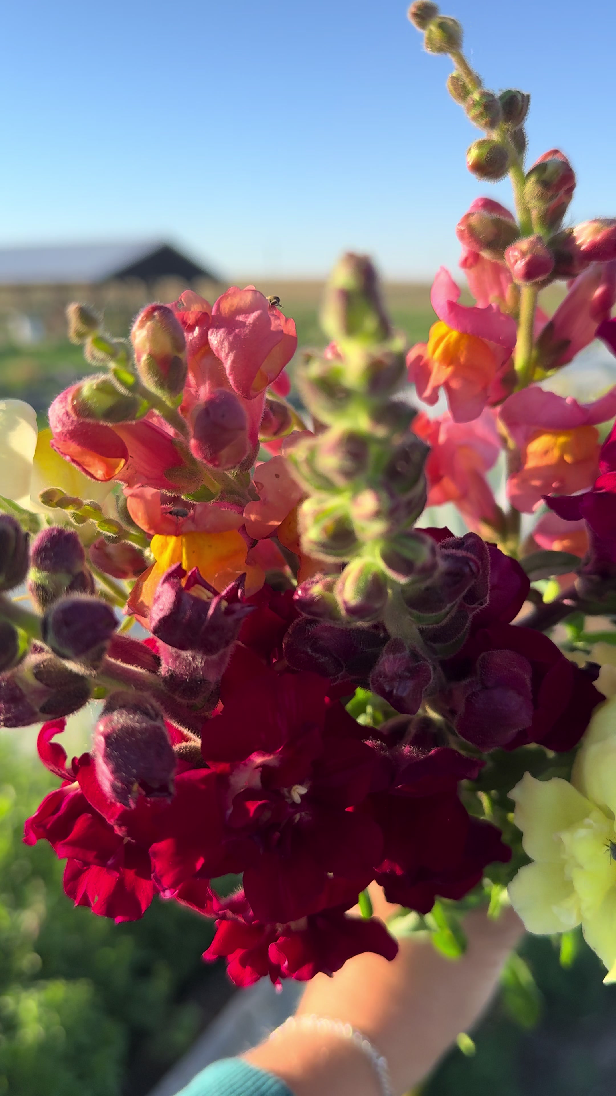 @Sandy Acres Farm