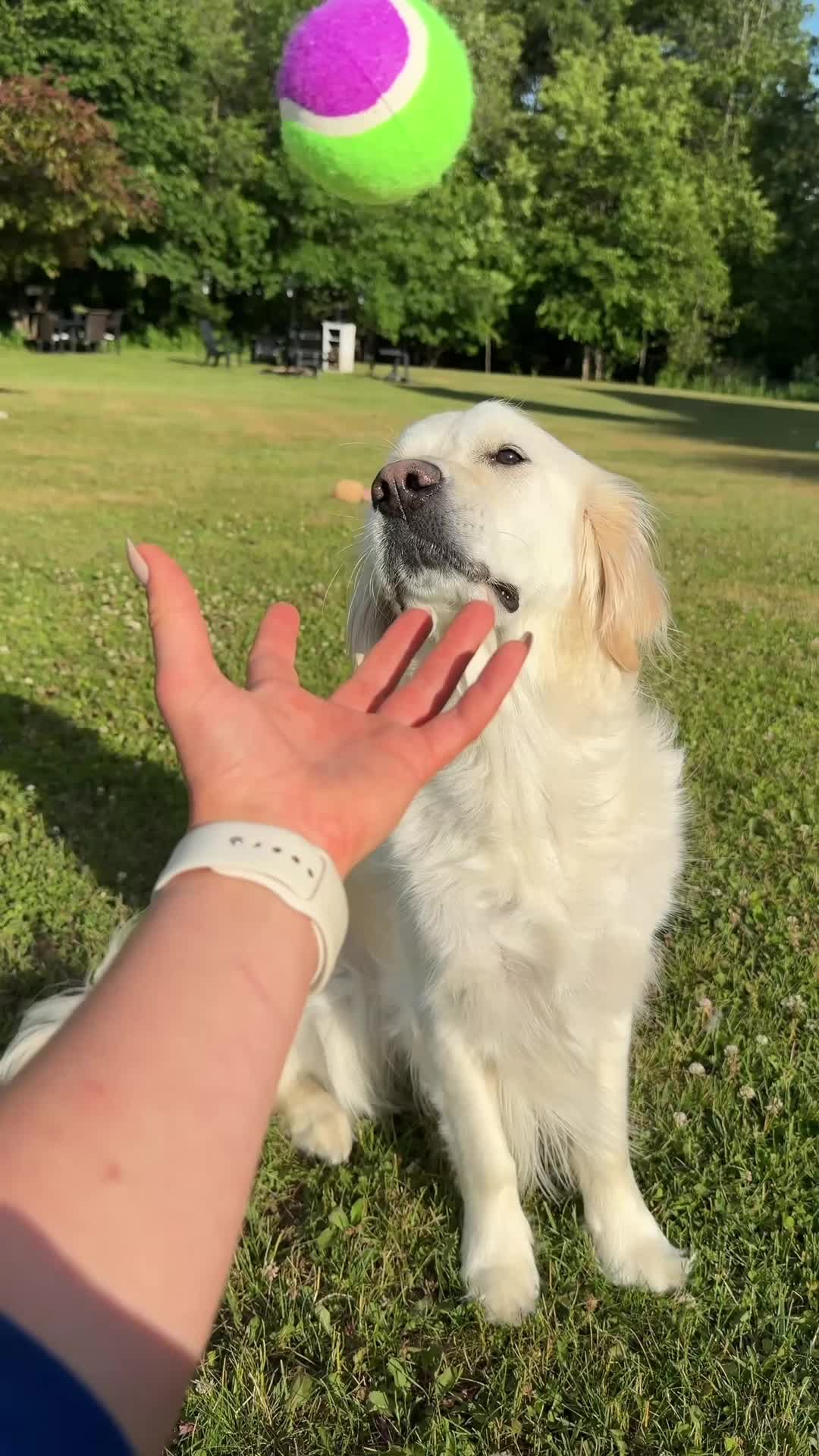@Native Pet