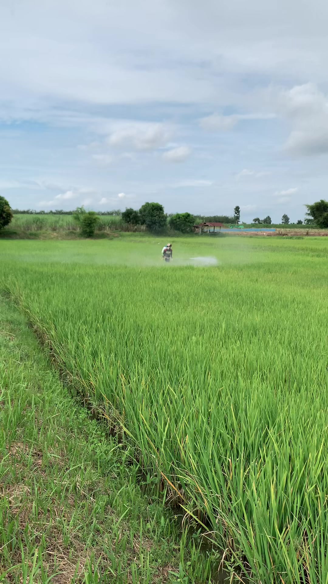@โย ลูกเขยชาวไร่👨🏻&zwj;🌾