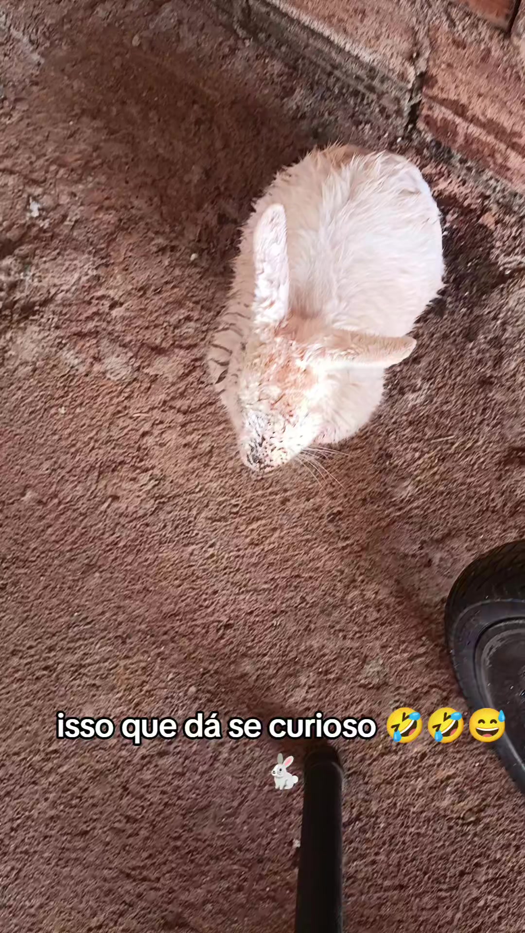 @Vivianne_Gomes_Oficial🌵🦋♻️