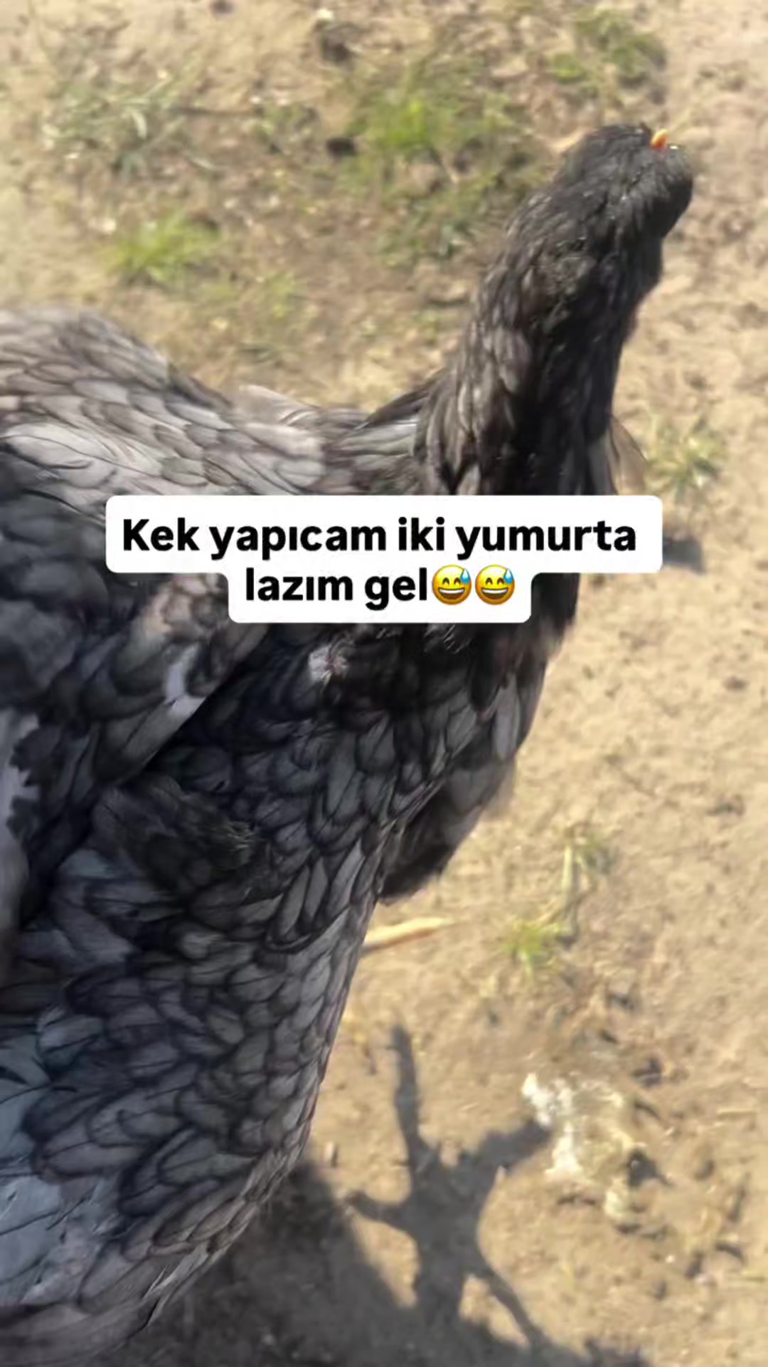 @Mehmet tc