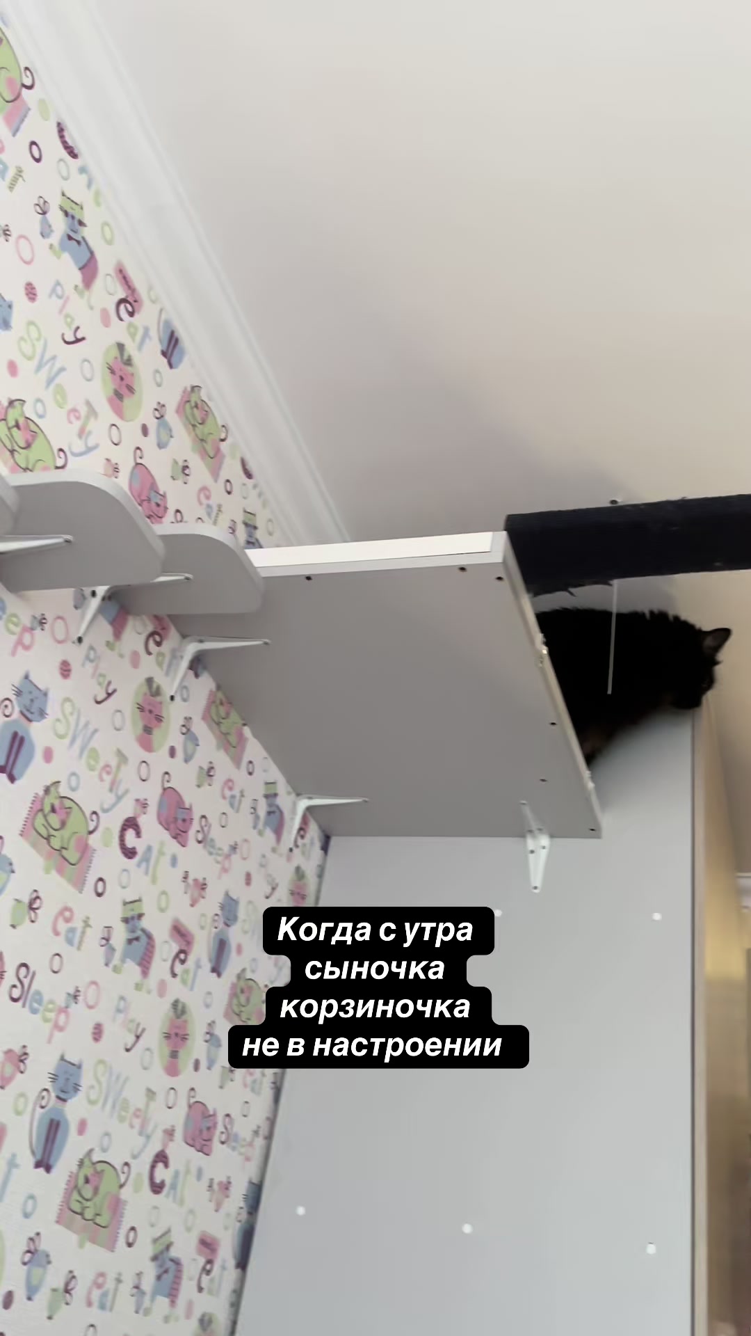 @Хвостатые бандиты🐈⬛🐈