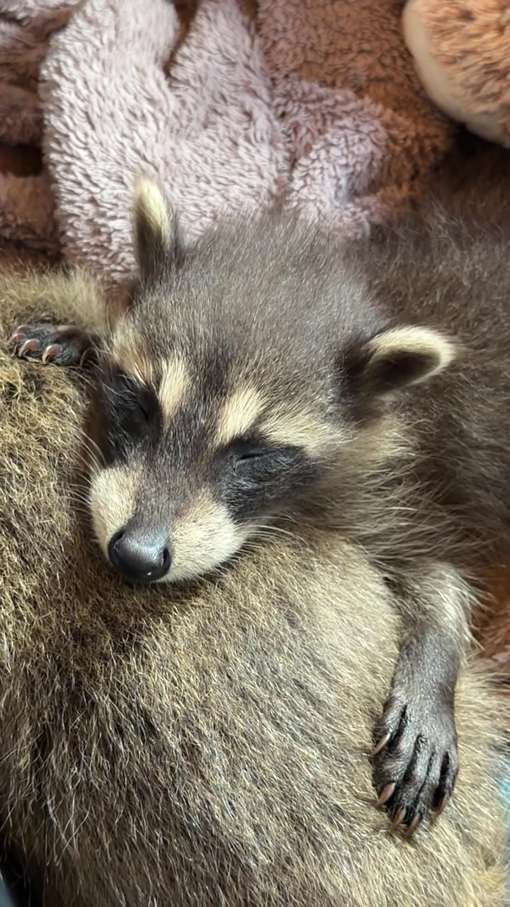 @BushBabyTheRaccoon