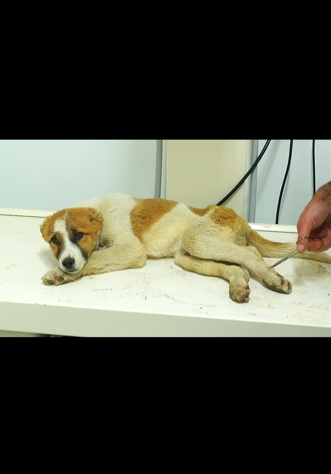@CAToo Cat Rescue Armenia