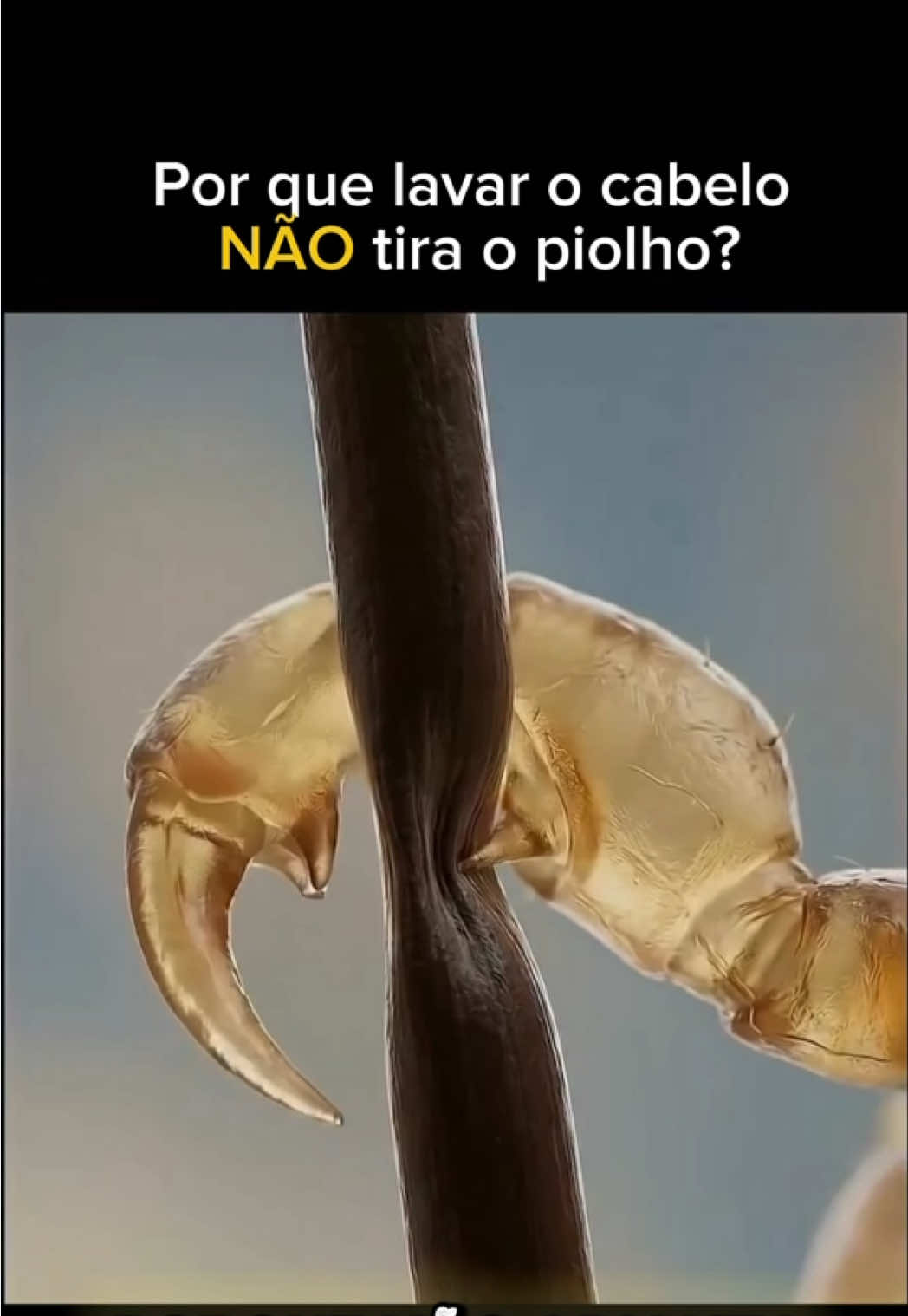 @mundomicrobr