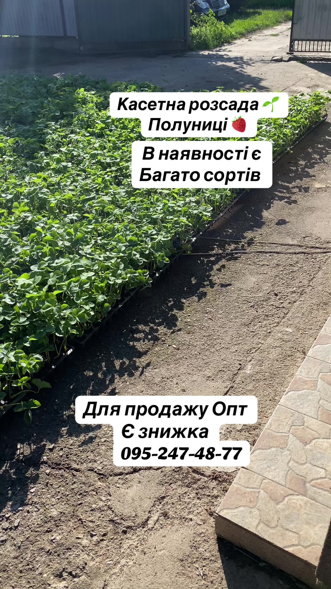 @Strawberry Shop