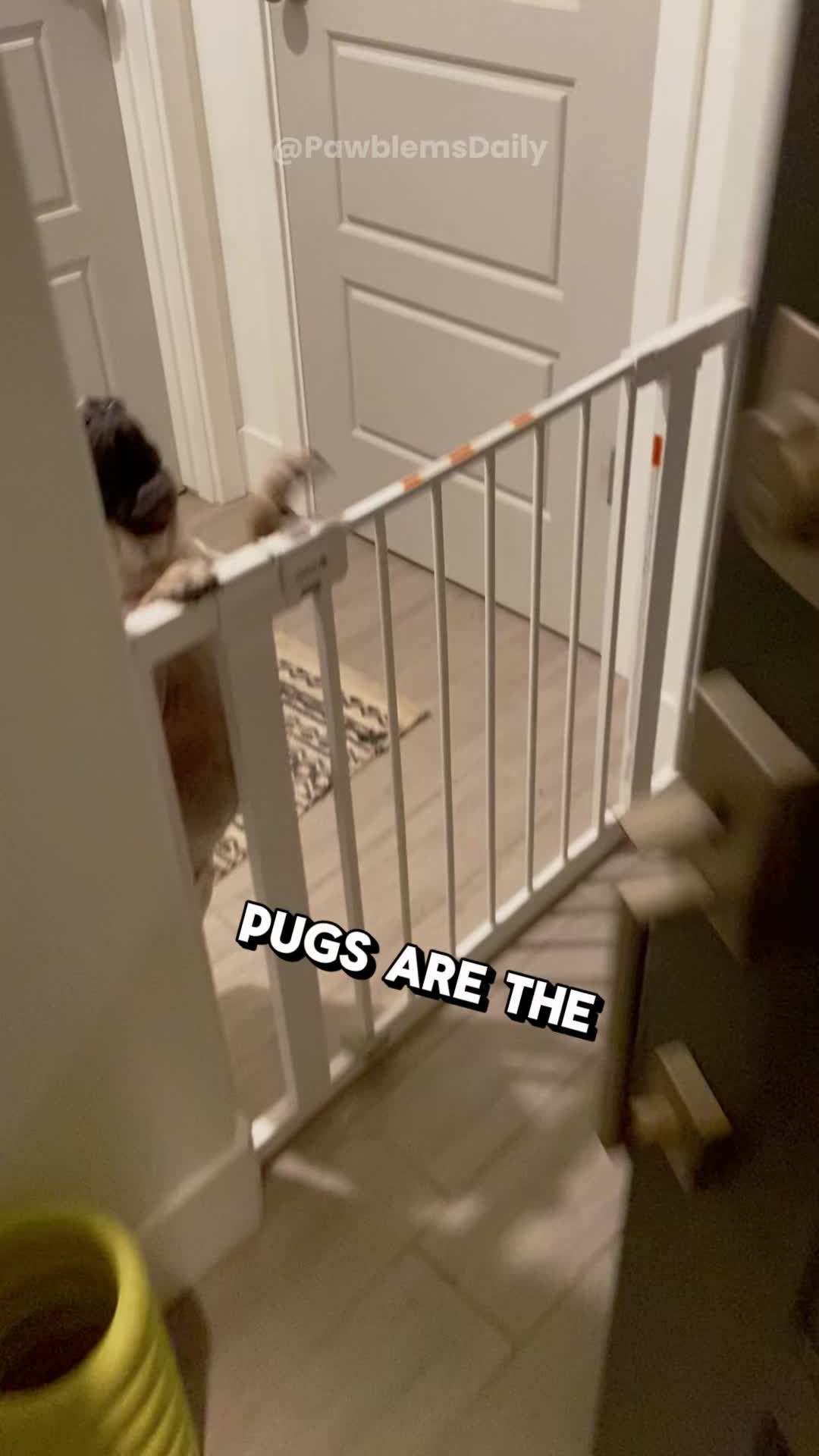 @PawblemsDaily