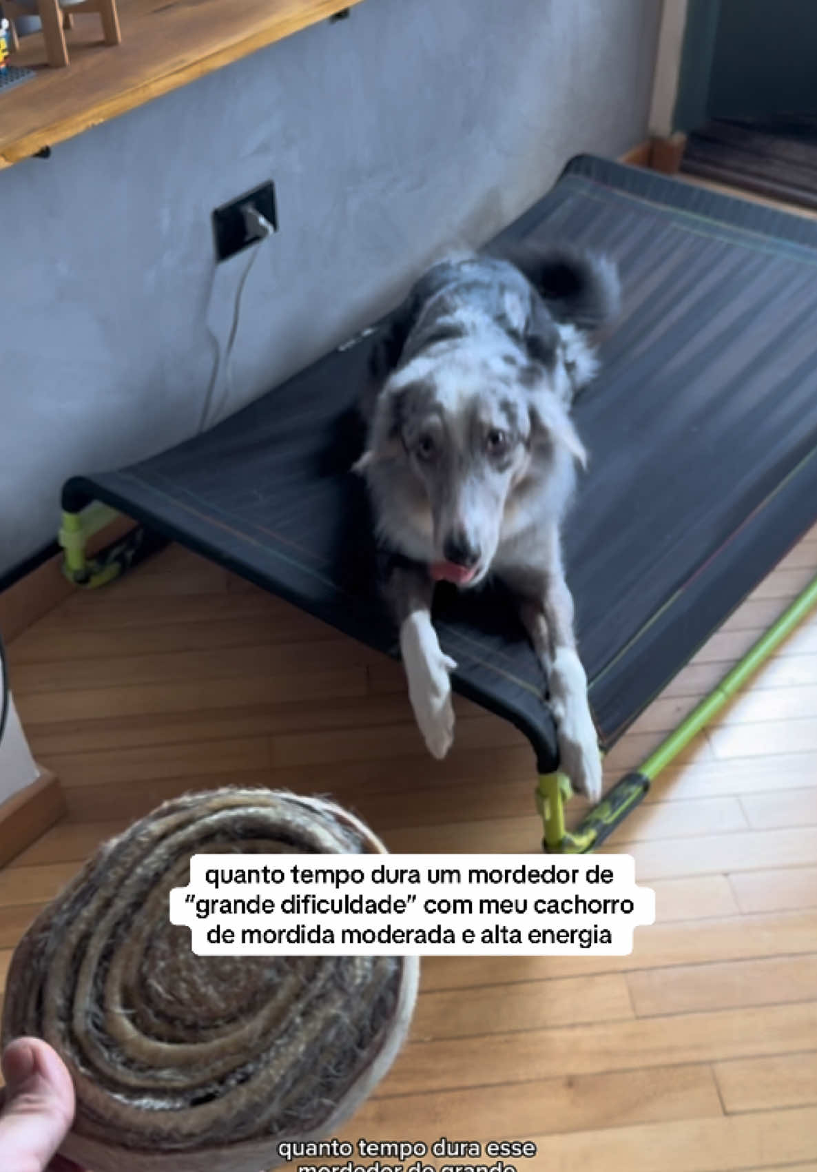 @2DOGSEMEIO