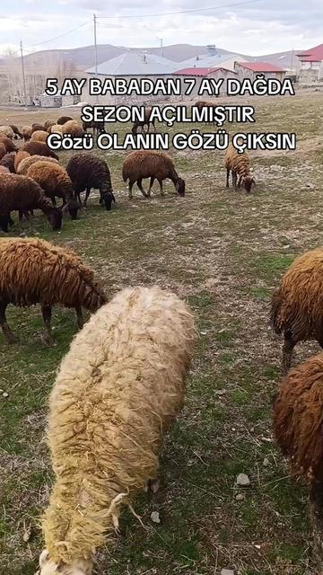 @@πYUNUS.shbl.04