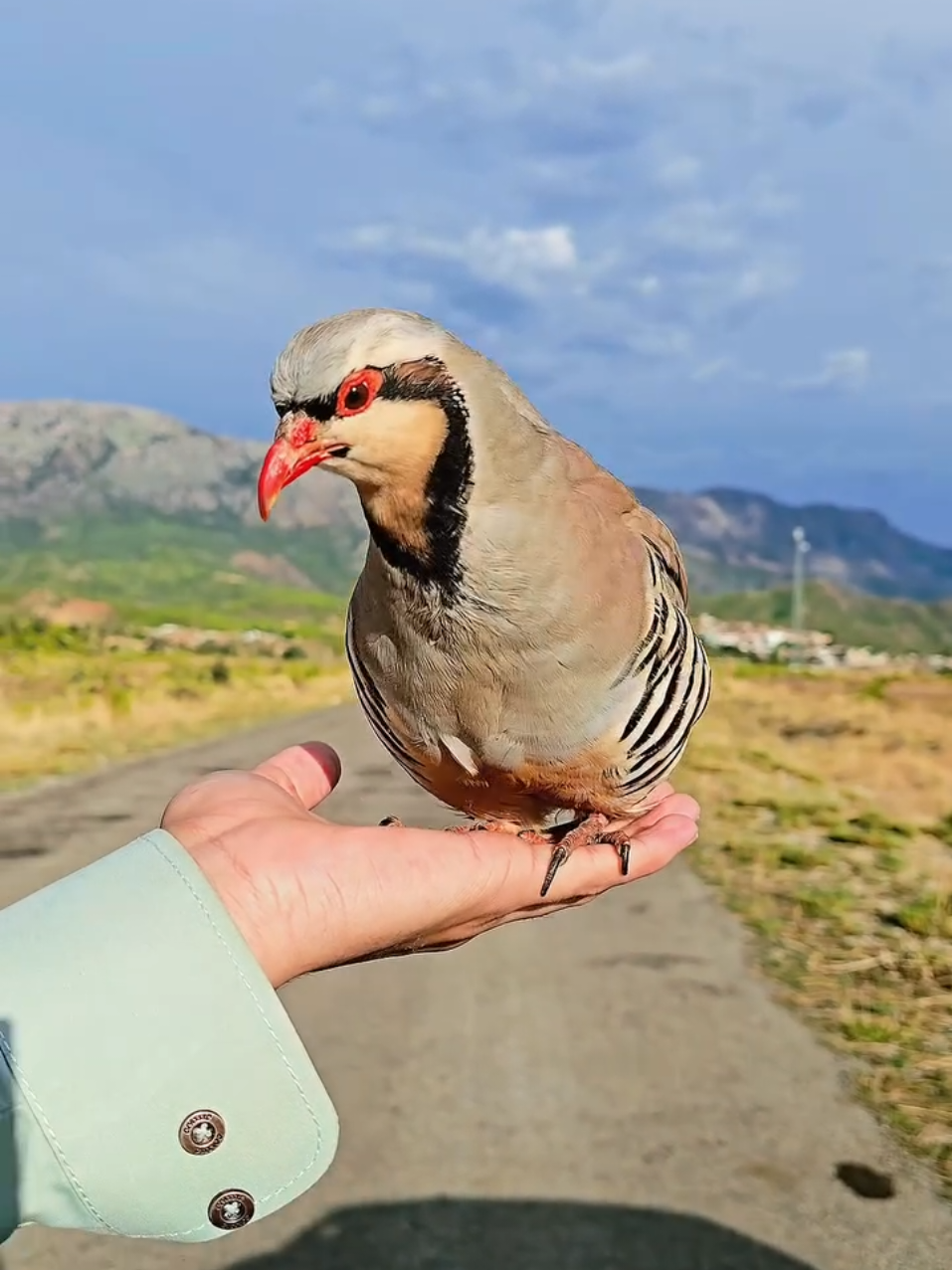 @Birds Lover