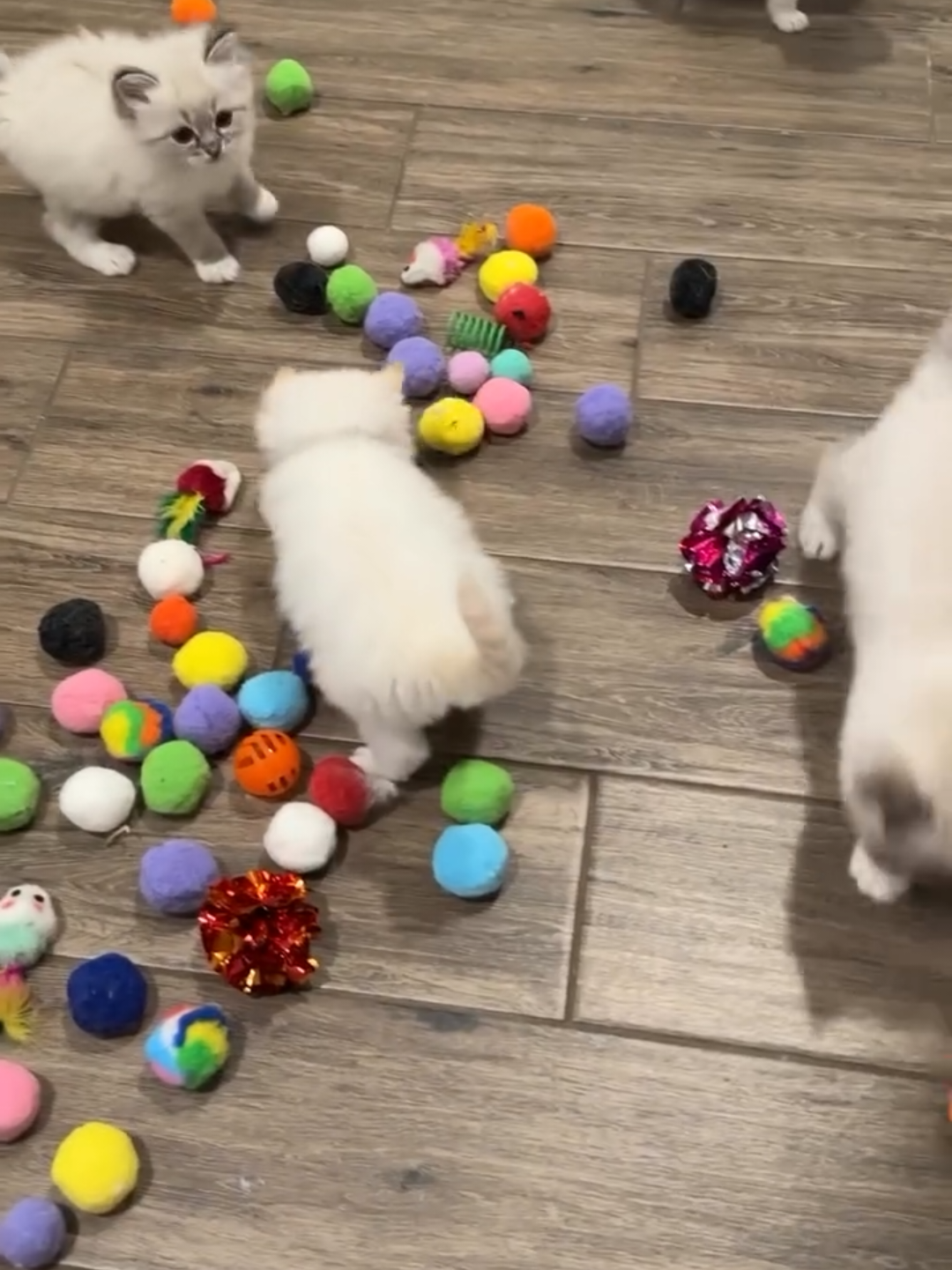 @Chonky World Of Cats