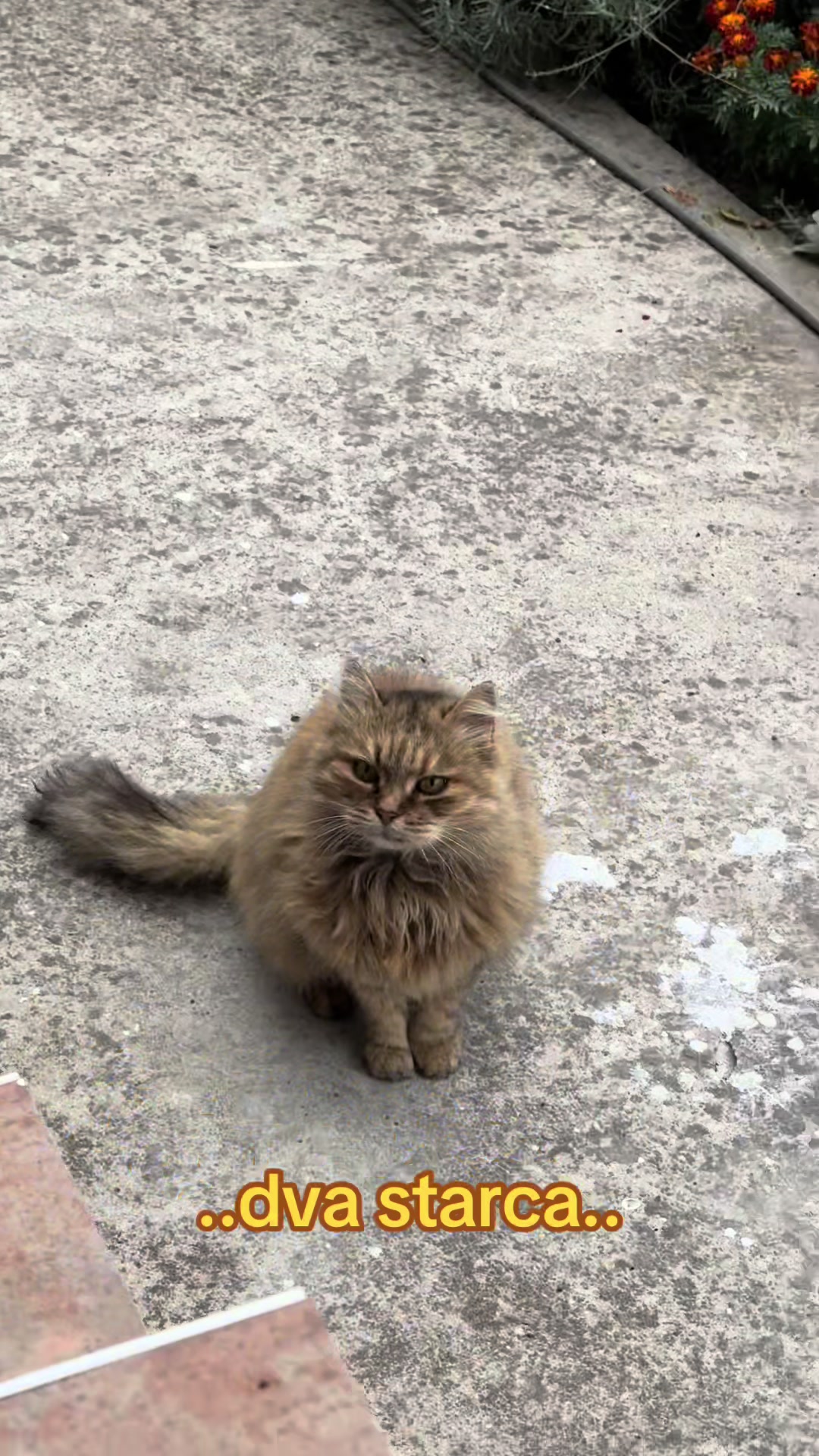 @Cezar, Loki i kompanija😹