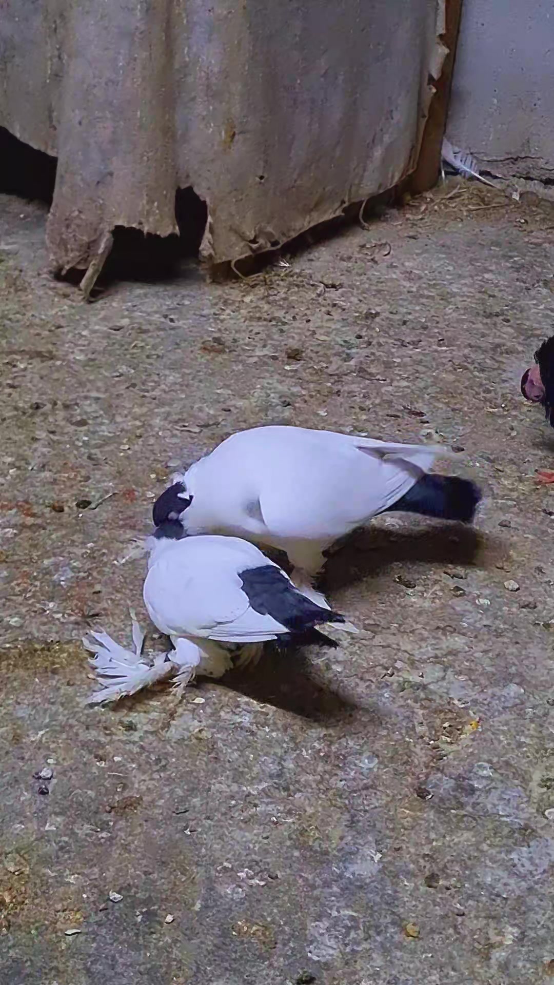 @Pigeons Tv