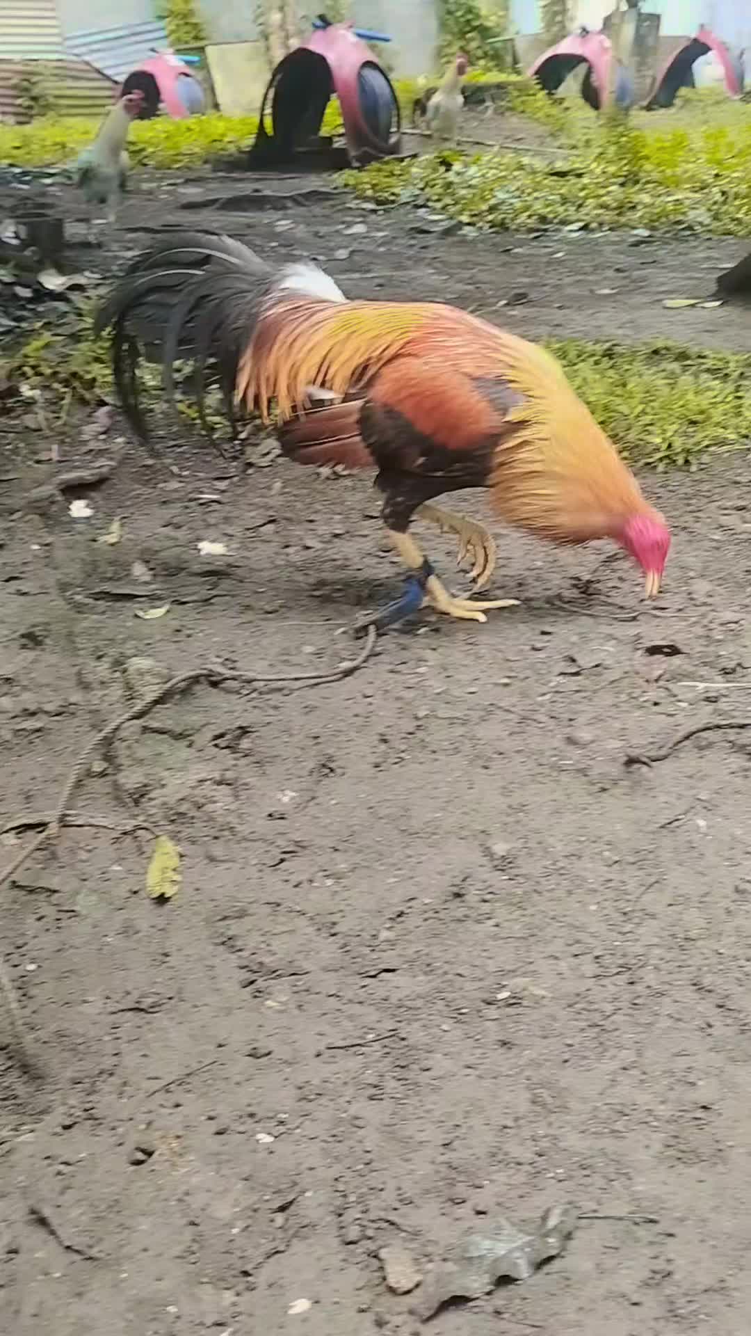 @King Atoy Gamefowl