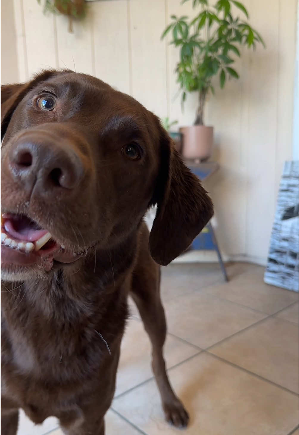 @AmandaT | Your Dog is COOL!