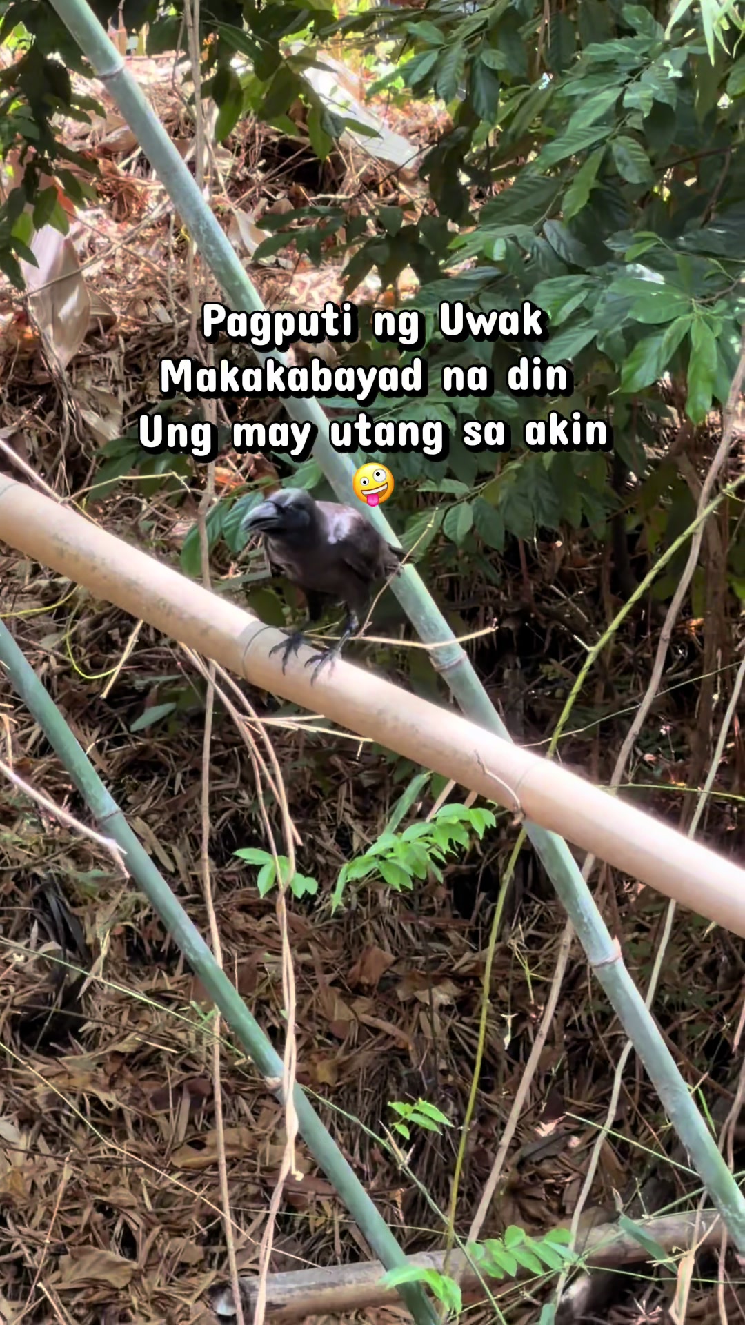 @Jill Ngo