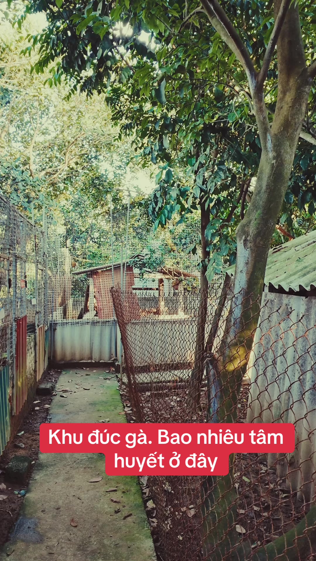 @Quyền Ba Vì